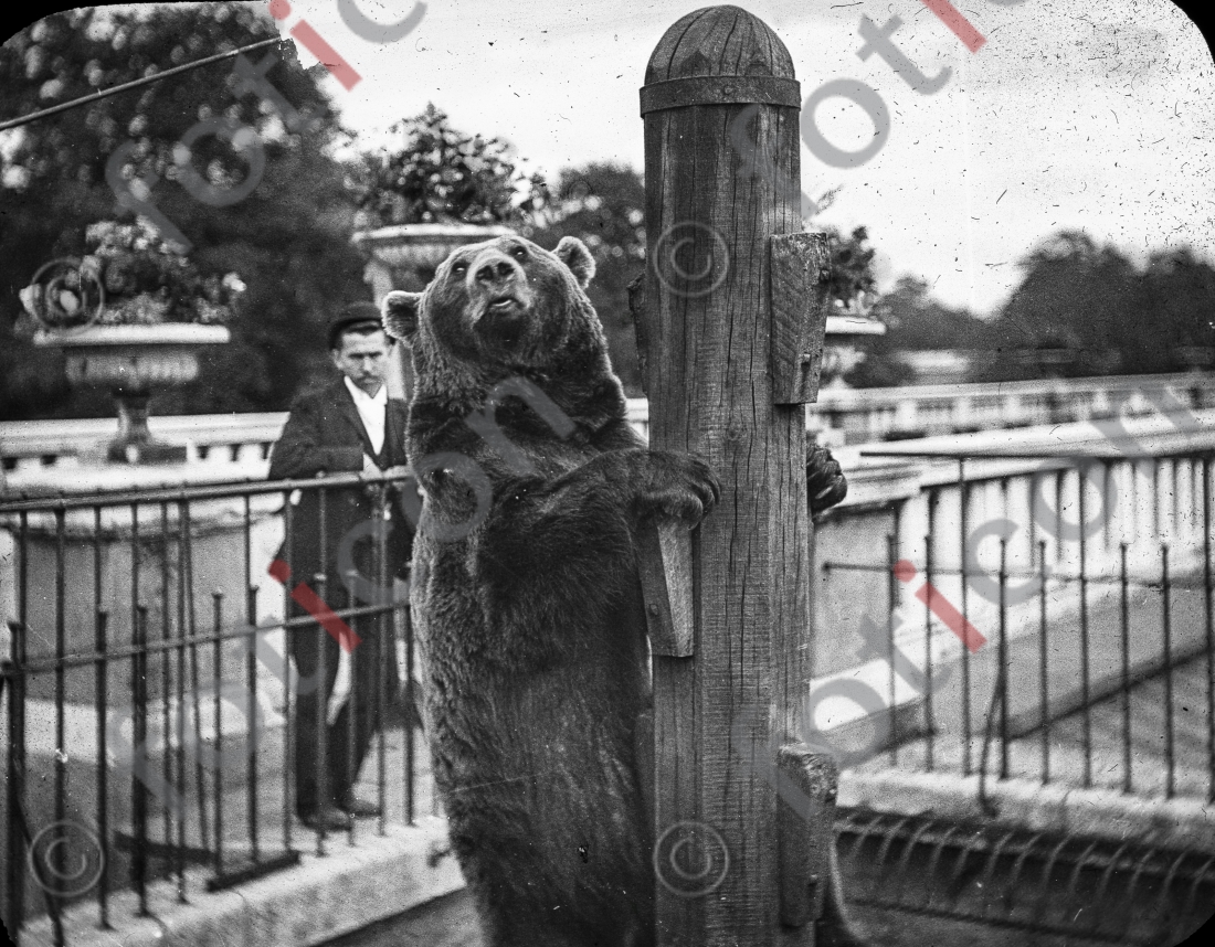 Bär | Bear - Foto foticon-simon-167-045-sw.jpg | foticon.de - Bilddatenbank für Motive aus Geschichte und Kultur